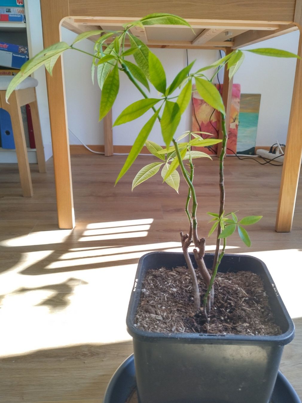 Piante & sementi: Pachira Aquatica - Glückskastanie – Usato da Jona venduto da Argus36 2