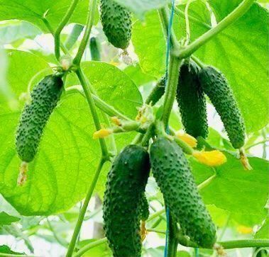 Piante & sementi: 50 SAMEN MINI GURKEN GRAINES SEMI SEEDS – Nuovo e nell'imballaggio originale da Rovio venduto da POSITIFFARTandPLANTS 3