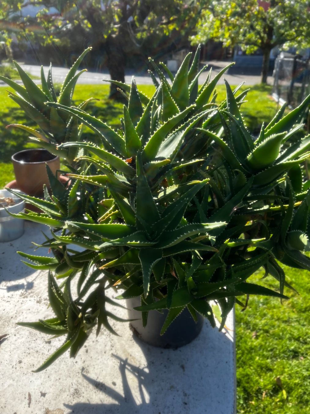 Plantes & graines: Aloe arborescens breitblättrig – Neuf (Voir description) à Vinelz par Wellensittich55 2