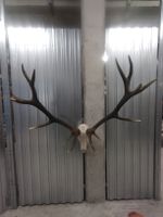 riesiges Hirschgweih, Kronenhirsch, 14Ender