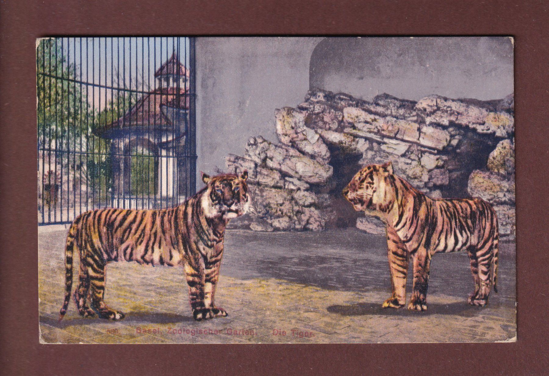 Cartes postales: BASEL - Zoo - Tiger - 1916 – D'occasion à Pully par nicecards-shop