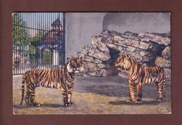 BASEL - Zoo - Tiger - 1916