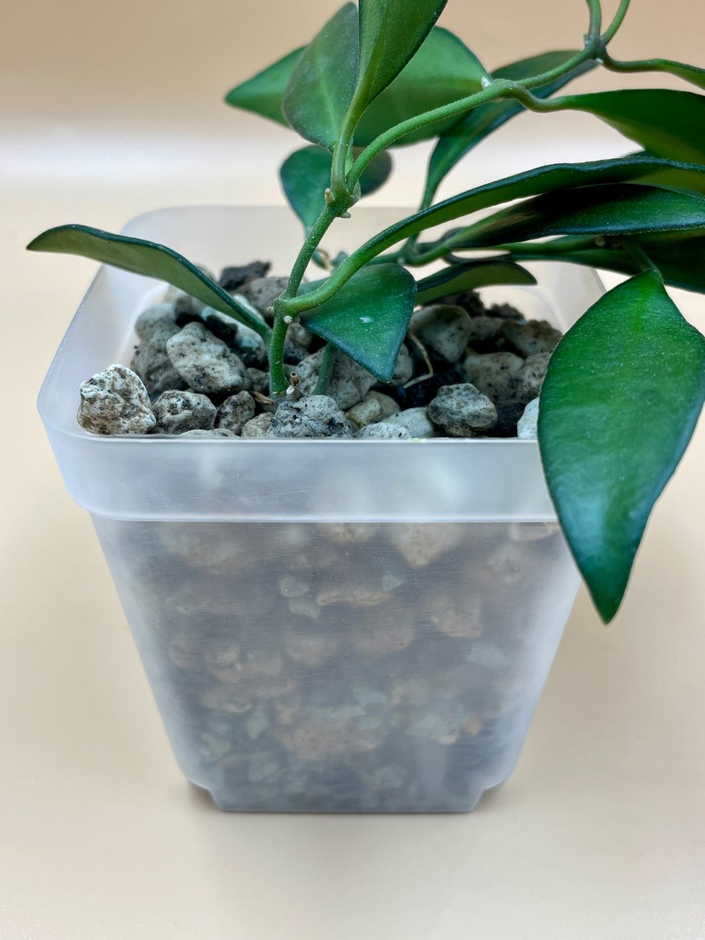 Piante & sementi: Hoya 'Rosita' – Usato da Zürich venduto da Leafscape 1