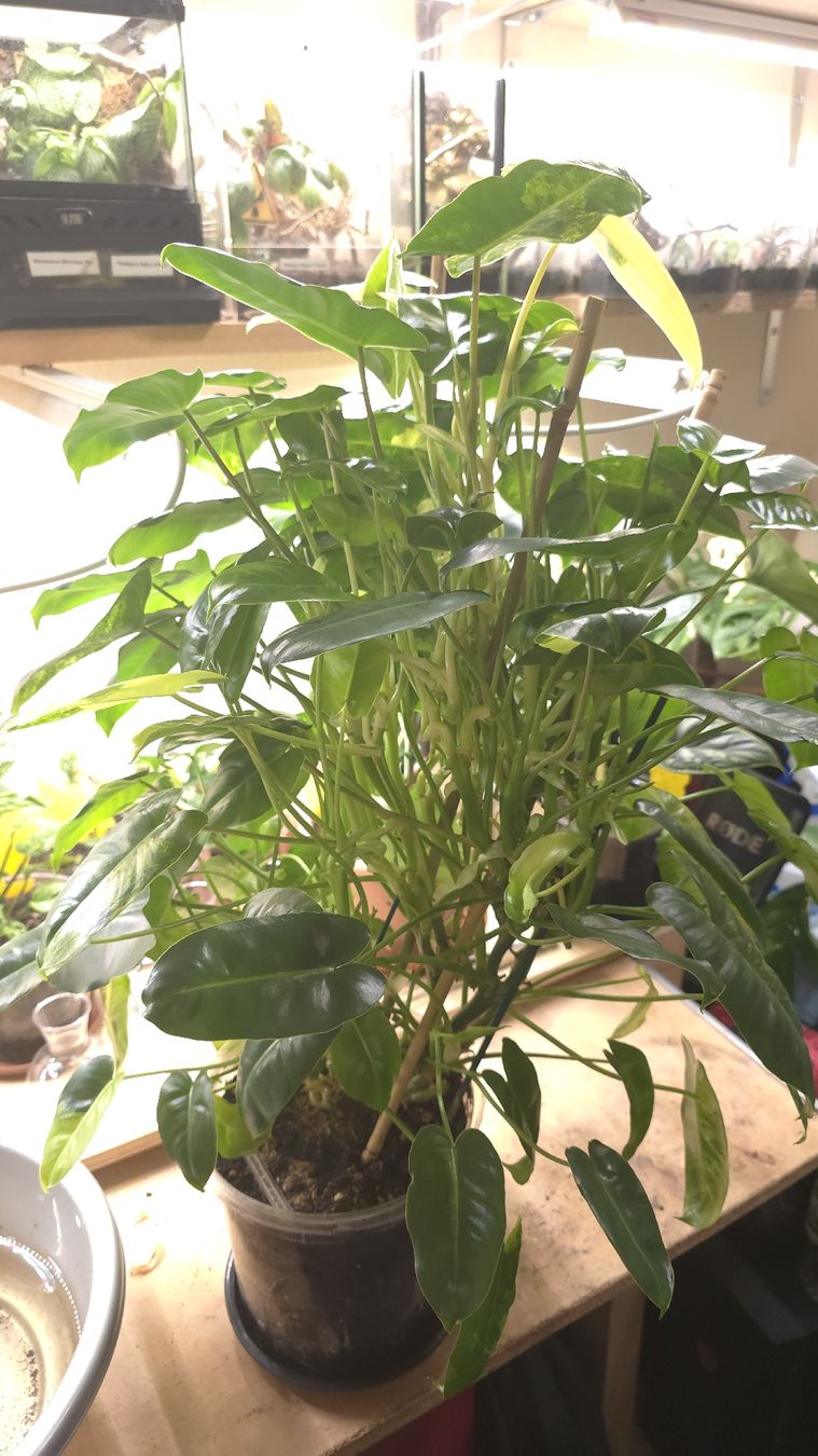 Piante & sementi: Philodendron Burle Marx Variegata XL – Nuovo (secondo la descrizione) da Neyruz FR venduto da bry_2dg9