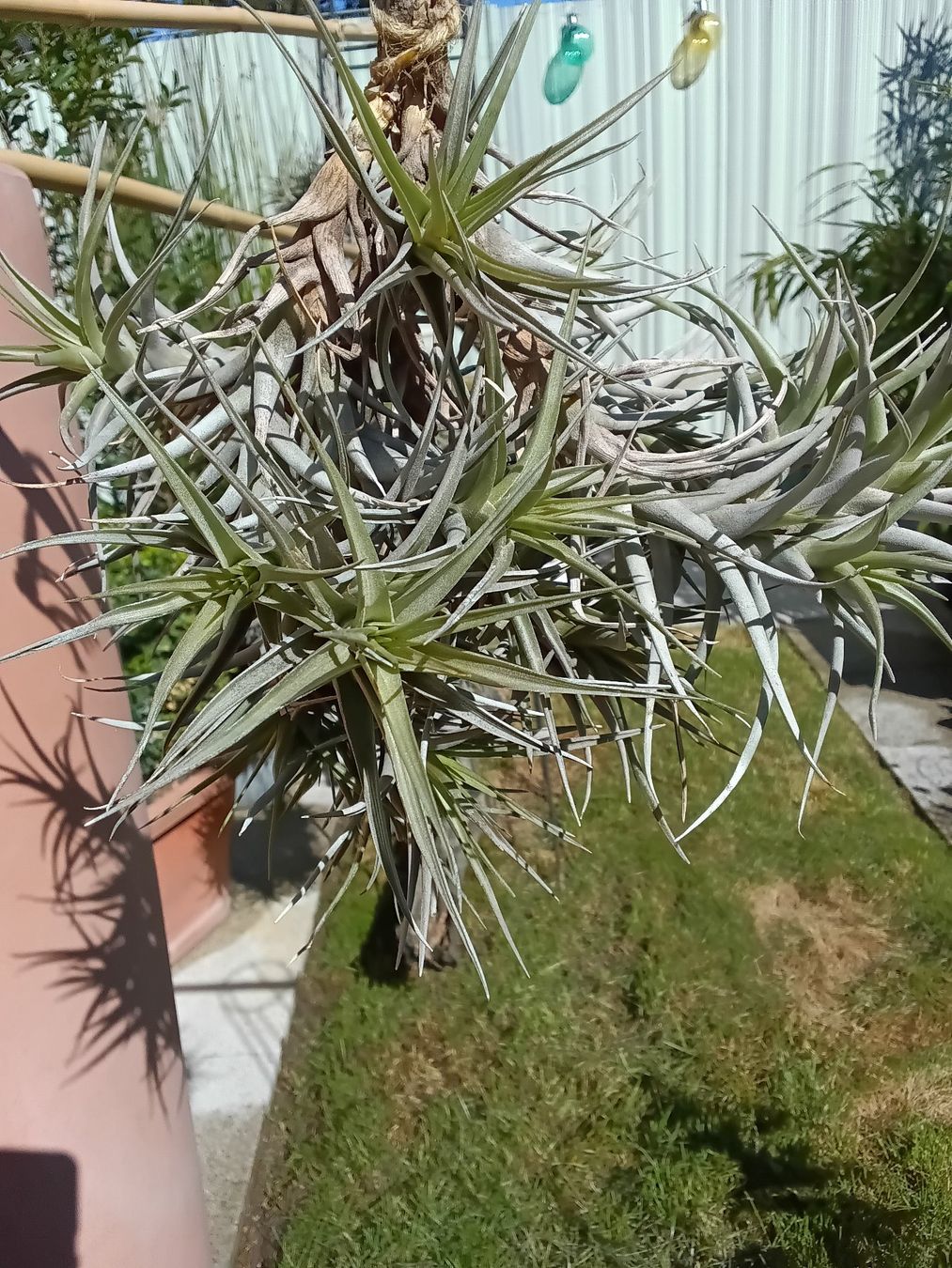 Piante & sementi: Tillandsia bergeri – Nuovo (secondo la descrizione) da Erlach venduto da Tobago25