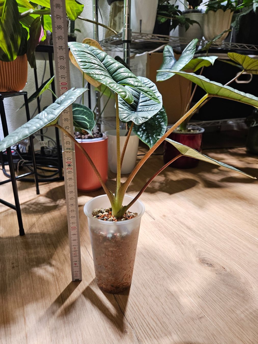 Pflanzen & Samen: Alocasia Platinum (medium) – Gebraucht aus Buttikon SZ von Jagoda87