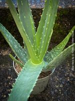 Aloe Vera / 100% Bio-Heilpflanze, rund 30x40cm
