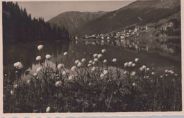 0113 - Postkarte / Ansichtskarte - Davos Blumen Davosersee