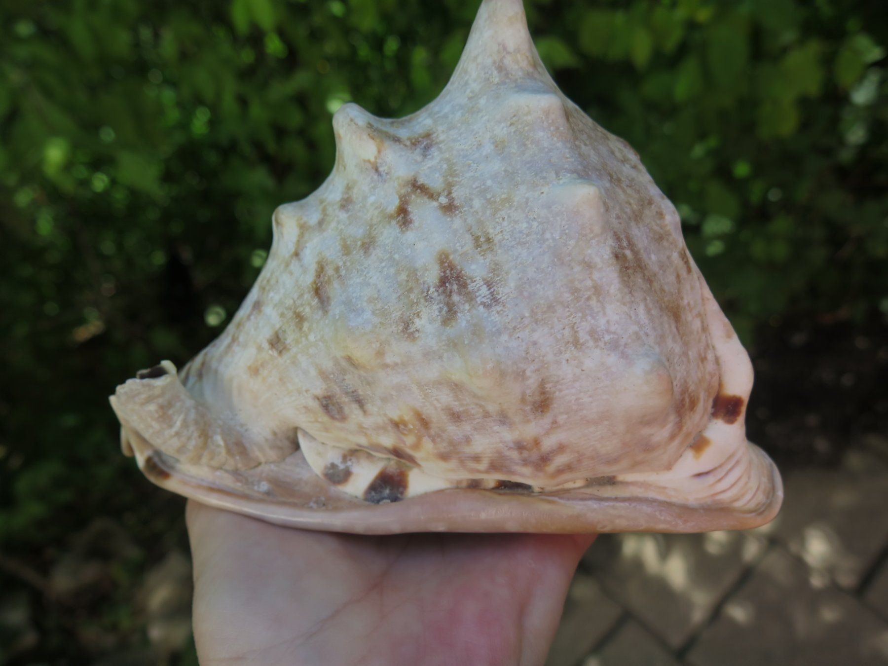 Fossili: Grosse Muschel ca. 581 gr. – Usato da Schaffhausen venduto da Yamakana51L8736OQ8 4