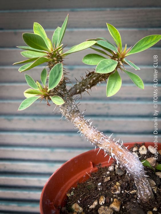 Madagaskar Sukkulente Euphorbia Platyclada  Seltene Gefleckte Euphorbie  Sukkulente Zimmerpflanze Aus Madagaskar