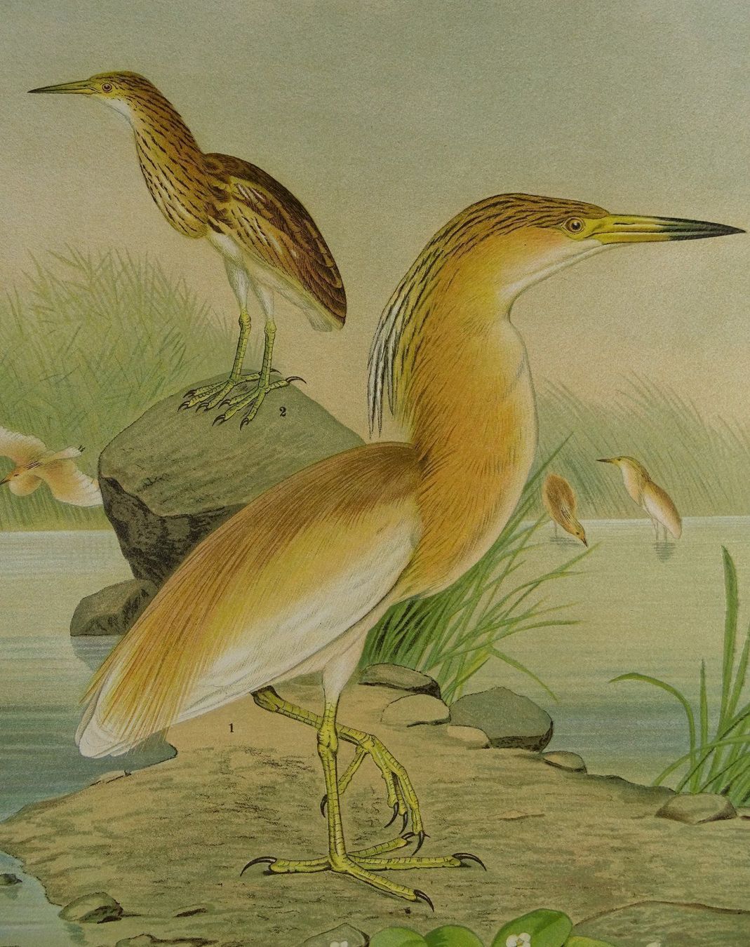 Incisioni: SCHOPFREIHER, CHROMOLITHOGRAPHIE UM 1900 – Usato da Grüningen venduto da Kartensammler 3