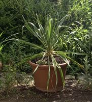 Palmlilie in grossem Blumentopf 