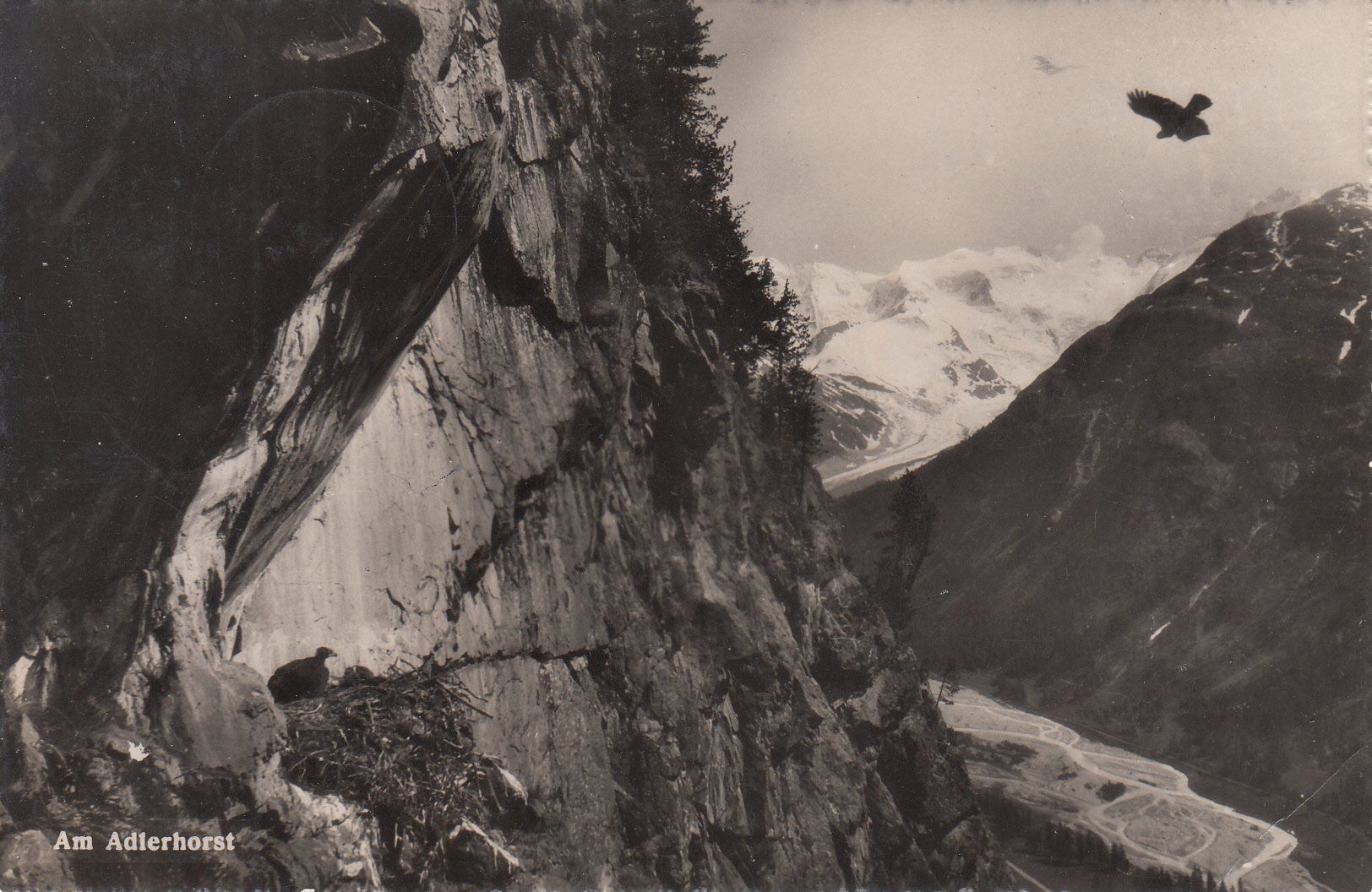 Cartoline postali: Pontresina Adlerhorst 1952 – Usato da Bürglen TG venduto da StampGraf