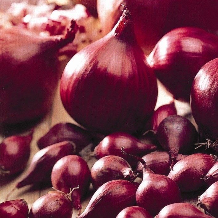 Piante & sementi: 500 Samen Zwiebel Rot KARMEN – Nuovo (secondo la descrizione) da Ehrendingen venduto da VerveinaSamen 8