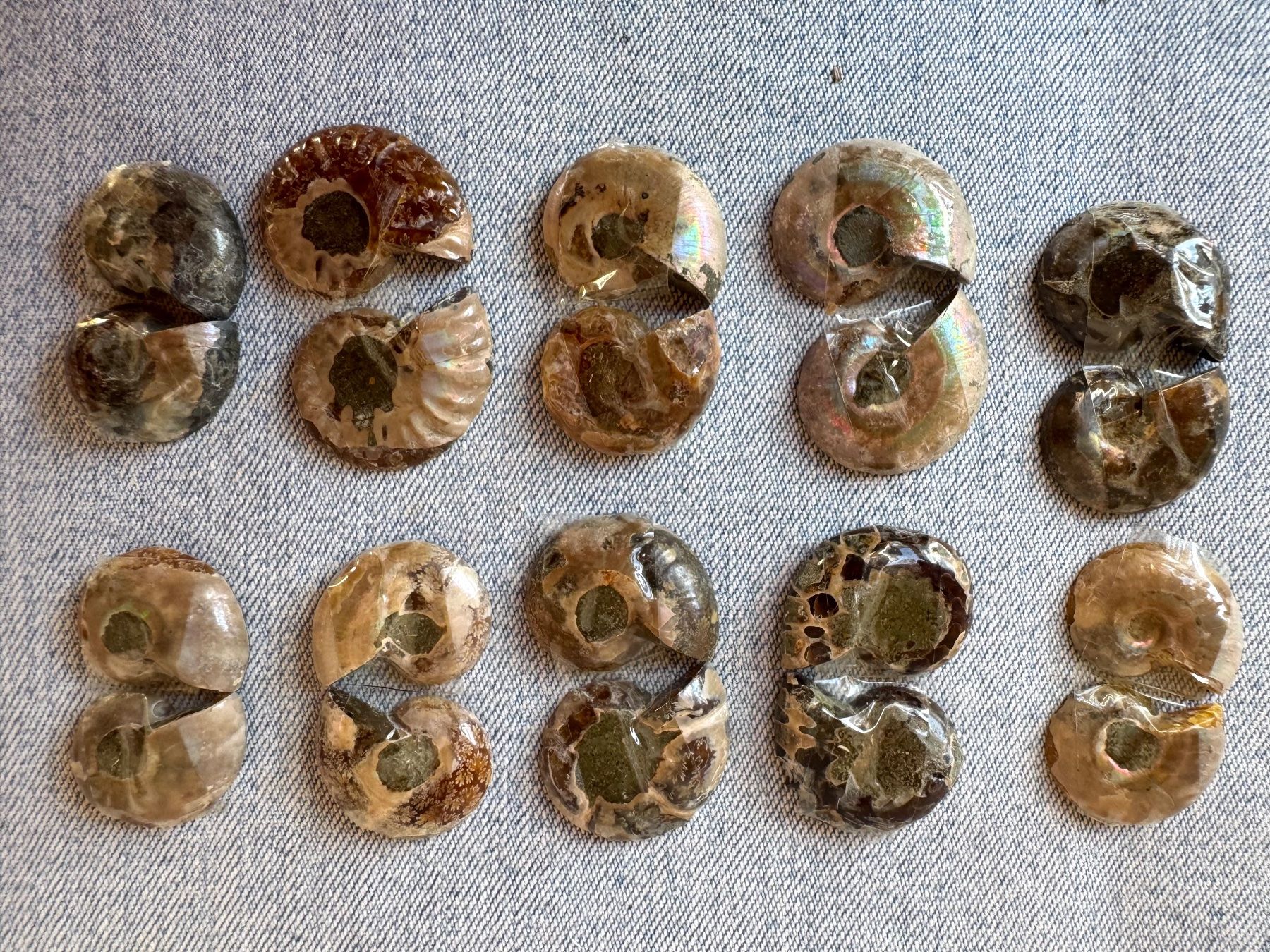 Fossilien: Ammoniten   - 10 Paar klein!, top poliert - lässige Sammlung – Neu und originalverpackt aus Leuggern von gemshow 5