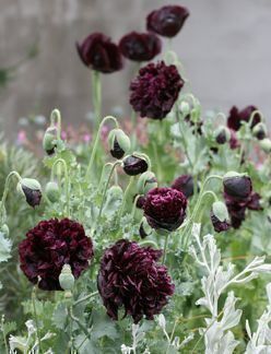 Piante & sementi: 500 Samen Mohn BLACK PEONY – Usato da Ehrendingen venduto da VerveinaSamen 1