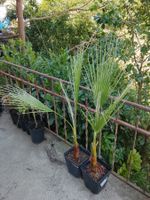 Petticoat-Palme - Washingtonia filifera - 2 Pflanzen
