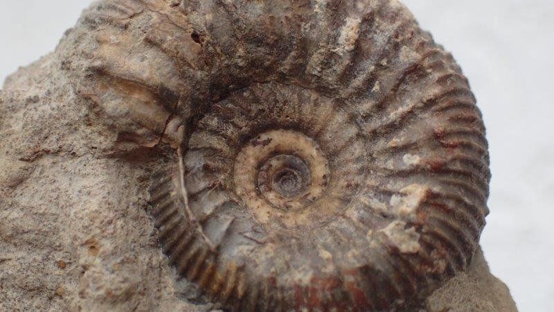 Fossilien: Ammonit Stephanoceras Basel-Landschaft – Gebraucht aus Rickenbach BL von Oktober68