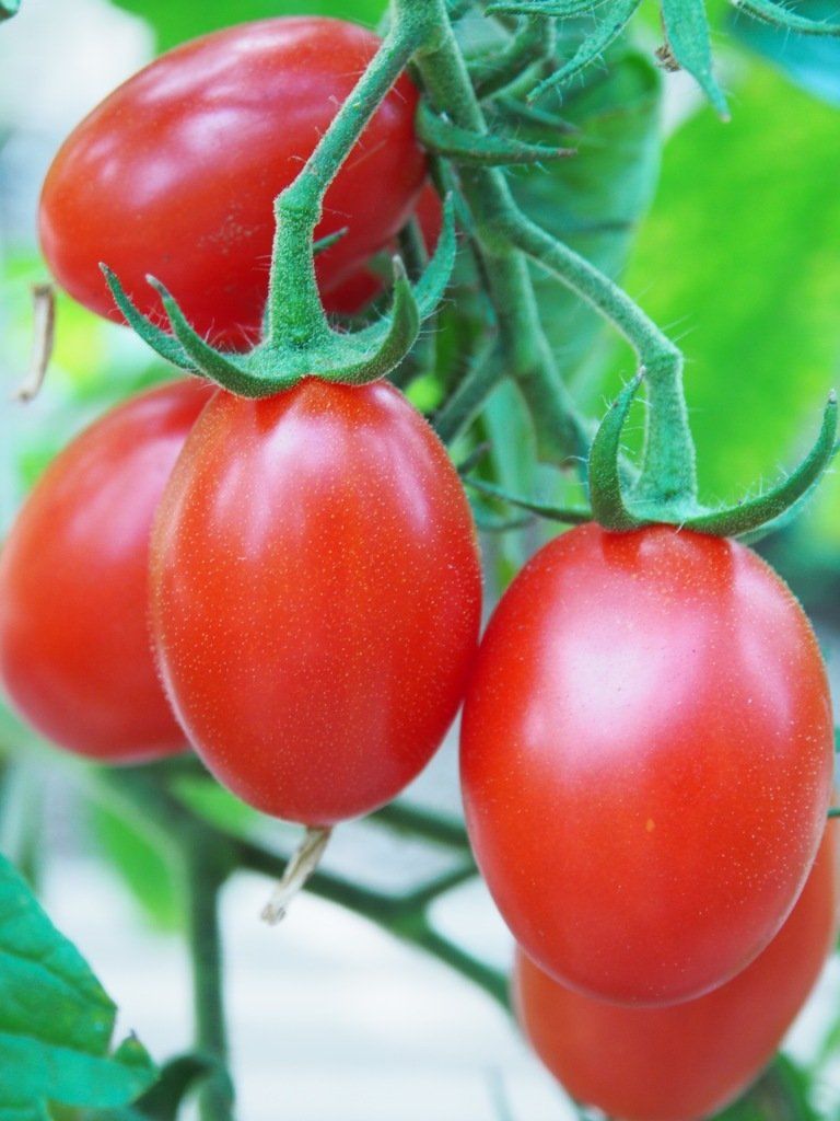 Piante & sementi: Basler Röteli BIO - Solanum lycopersicum - 20 Samen – Nuovo e nell'imballaggio originale da Sumiswald venduto da Cham14559