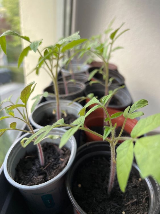 Tomaten Setzlinge (Camone) Kaufen auf Ricardo