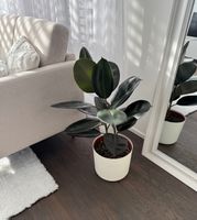 Zimmerpflanze Gummibaum im Topf