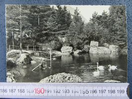 GERSAU 1952 NATUS TIERPARK "AM QUELLENSEELI" SZ AK