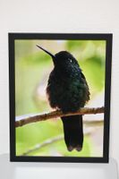 🖼️ Gerahmtes Naturfoto – Kolibri aus Costa Rica | 30 × 40cm