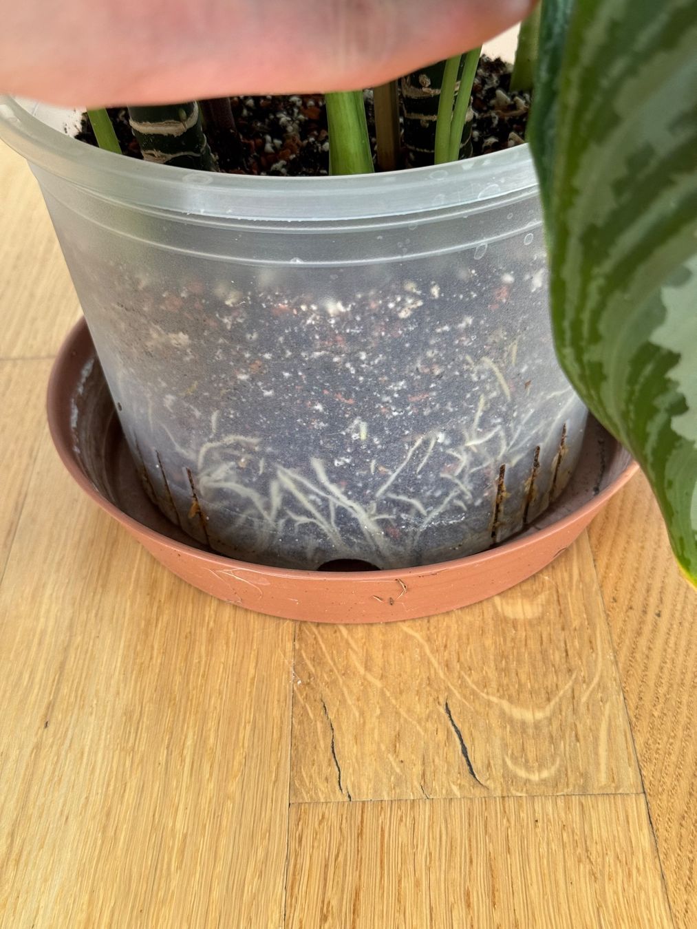 Pflanzen & Samen: Aglaonema Silver Bay – Gebraucht aus Goldau von b4mxshk 4