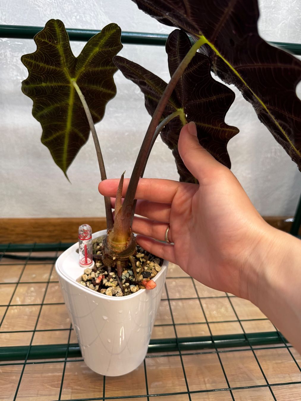 Pflanzen & Samen: 🌱 Alocasia polly pink – Gebraucht aus Niederbuchsiten von GreenGems 3