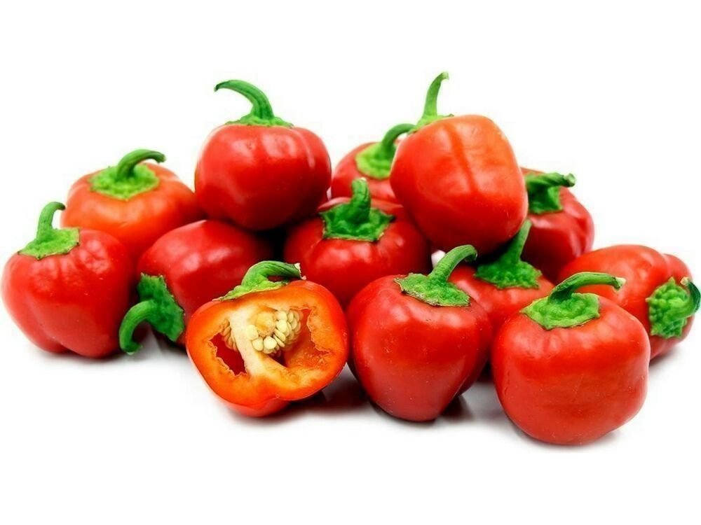 Piante & sementi: 50 Samen Paprika MINI BELL RED – Nuovo (secondo la descrizione) da Ehrendingen venduto da VerveinaSamen 6