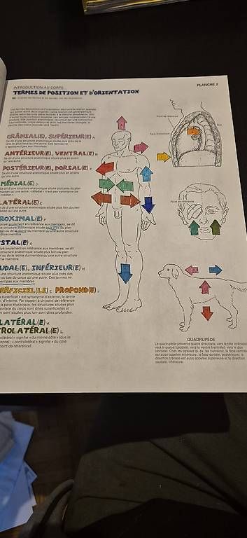 Libri: Planches d anatomie à colorier – Usato da Lausanne venduto da angelalone 1