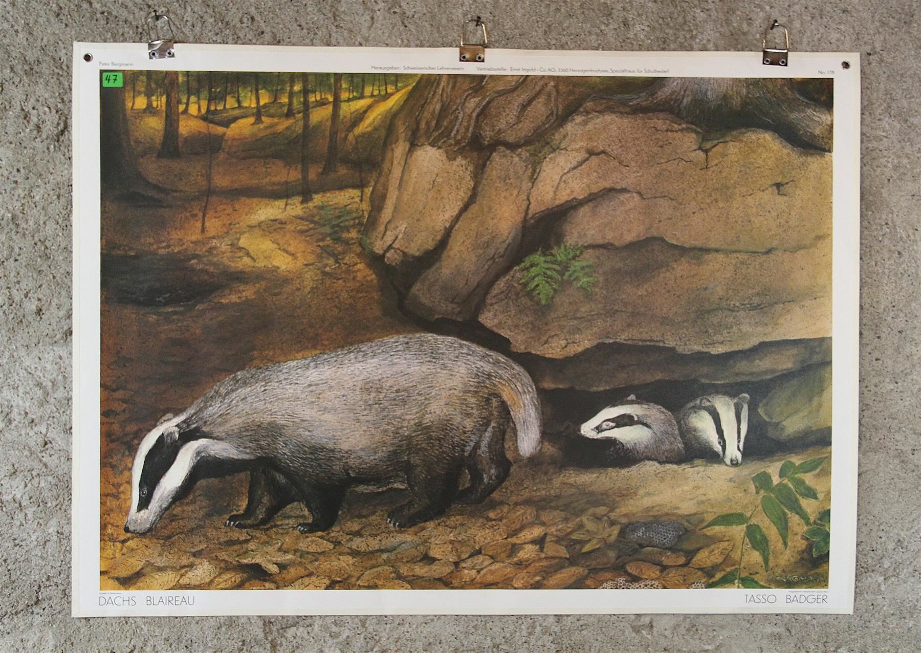 Poster & Bilder: Schulwandbild "Dachs" Peter Bergmann – Gebraucht aus Birrwil von brandschatz_birrwil 1