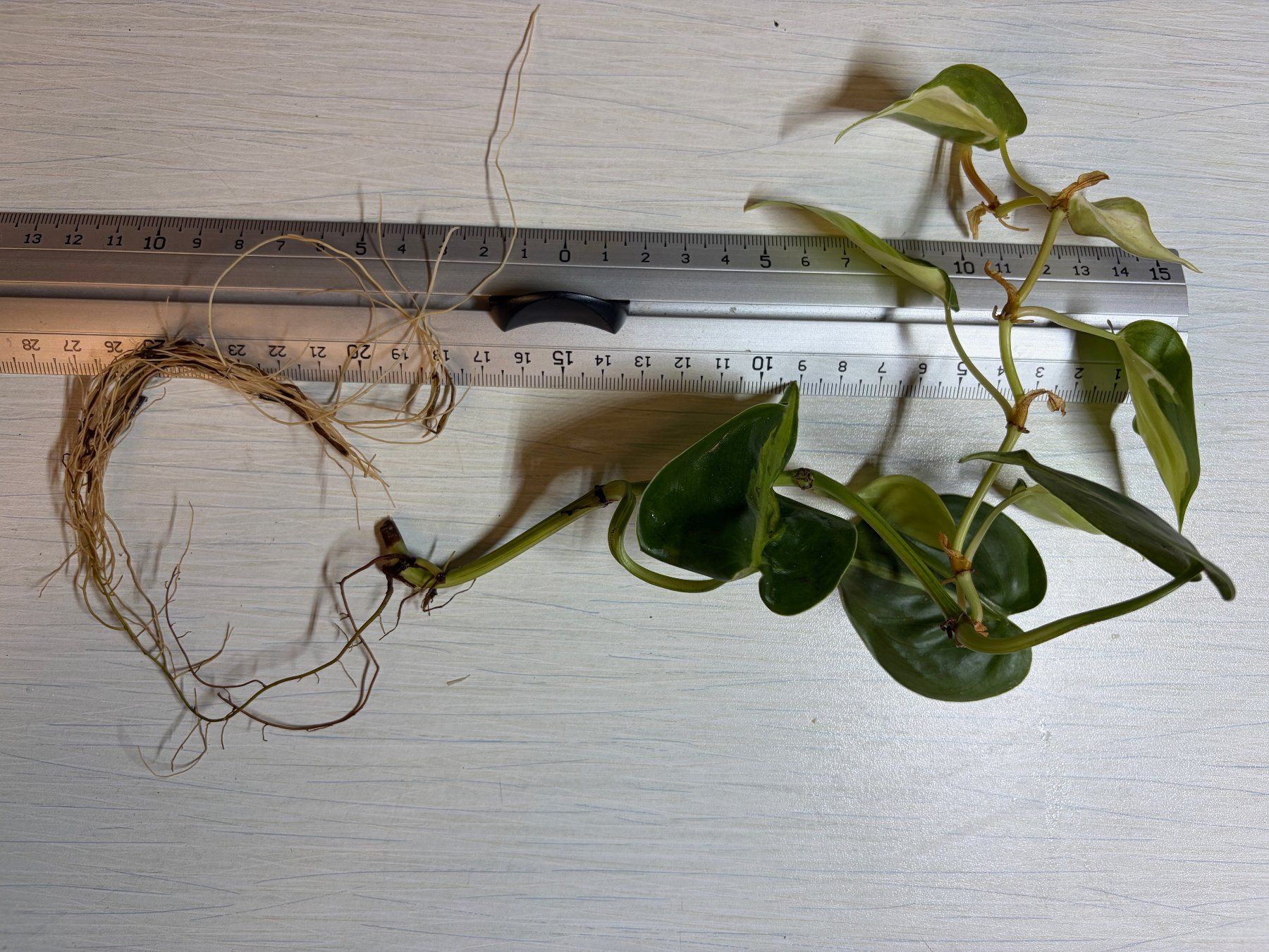 Piante & sementi: Philodendron scandens hederaceum "Cream splash" – Nuovo (secondo la descrizione) da Winterthur venduto da Aniger 5