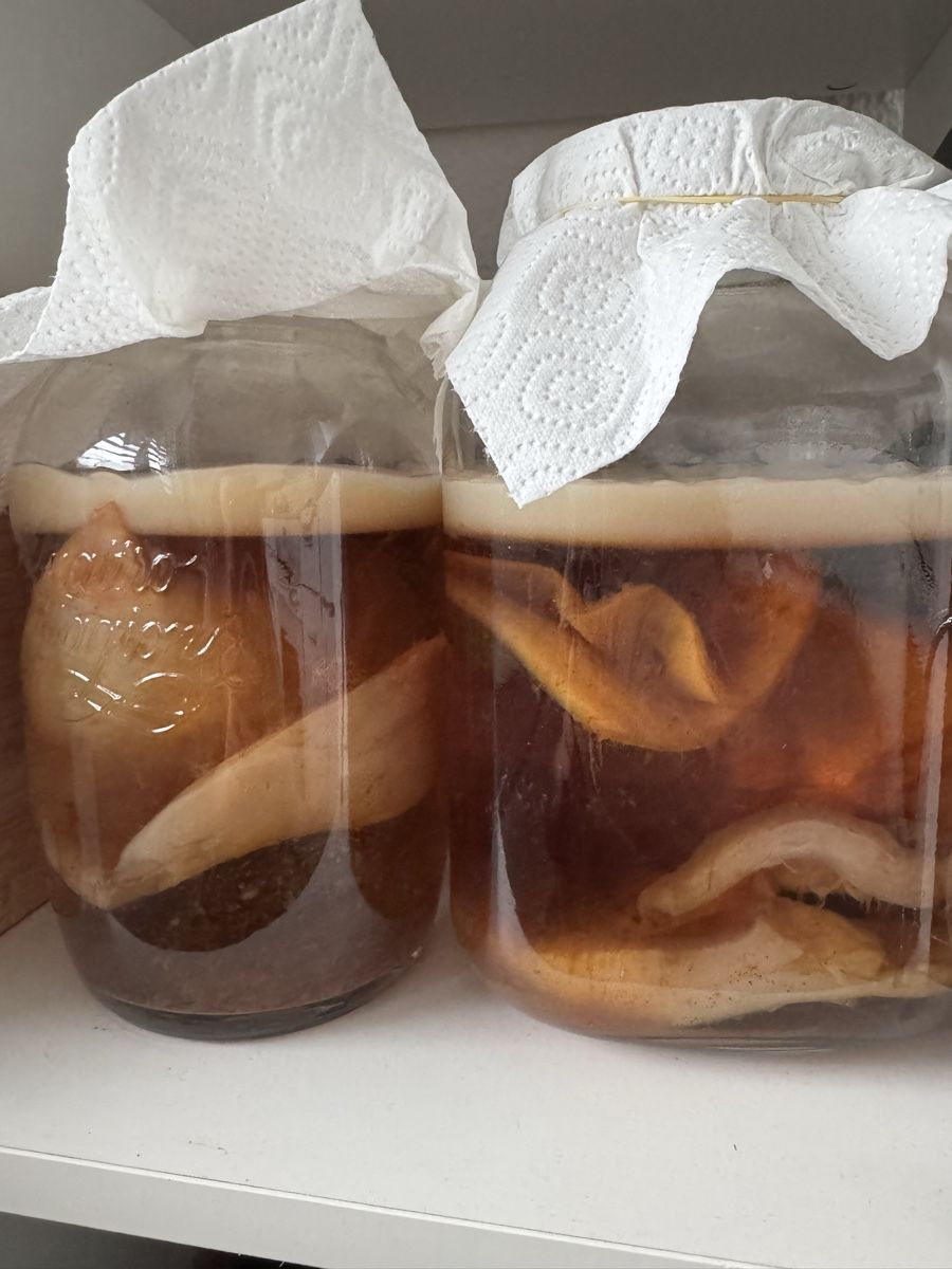 Aliments & Spécialités: Kombucha Scoby – Neuf (Voir description) à Gossau SG par cassandra.h_ 1