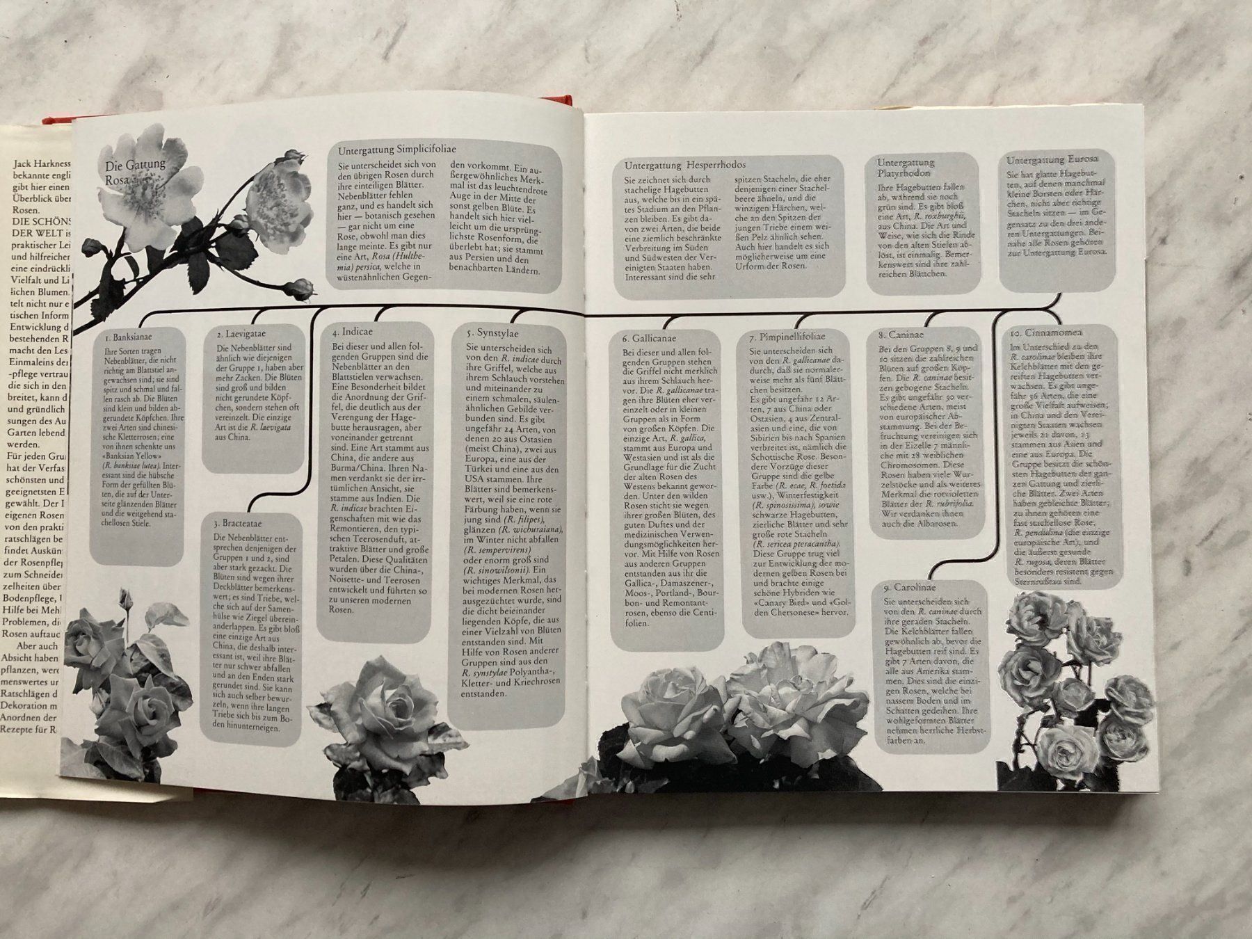 Libri: Die schönsten Rosen der Welt – Usato da Mirchel venduto da buecher_wurm 4