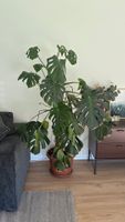 Monstera gross - 160cm hoch