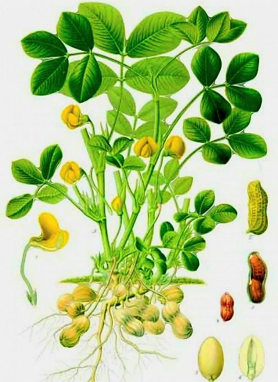 Plantes & graines: Erdnuss - "ARACHIS HYPOGAEA" Pflanze 20-30 cm. Im Topf – Neuf avec emballage d'origine à Rovio par POSITIFFARTandPLANTS 3