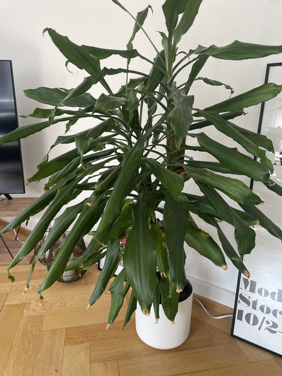 Zimmerpflanze Kaufen auf Ricardo