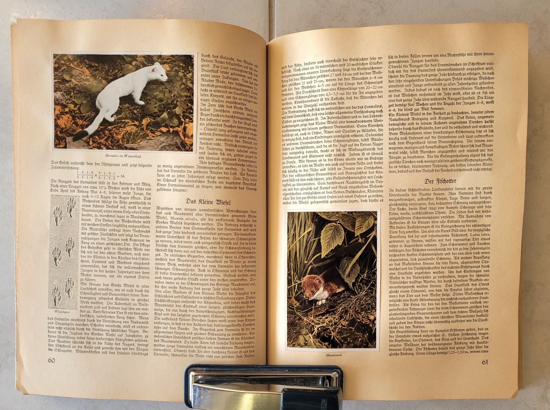 Libri: Aus Wald und Flur und Deutsche Märchen – Usato da Oberuzwil venduto da rtr_wp6m 5