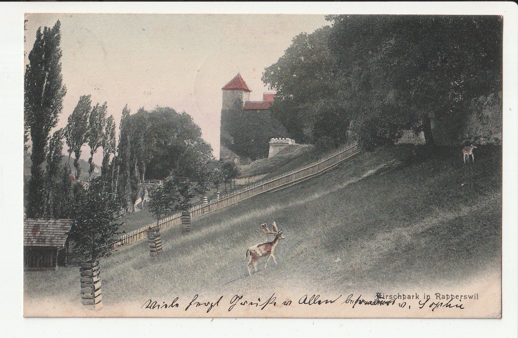 Cartoline postali: Hirschpark Rapperswil – Usato da Rheineck venduto da rhynegg