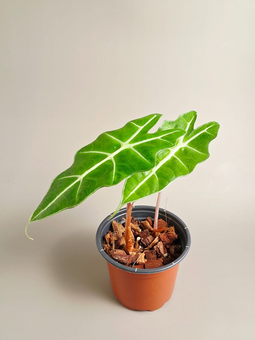 Piante & sementi: Alocasia polly – Nuovo (secondo la descrizione) da Gerolfingen venduto da Azora 1