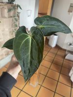 Anthurium Hybrid