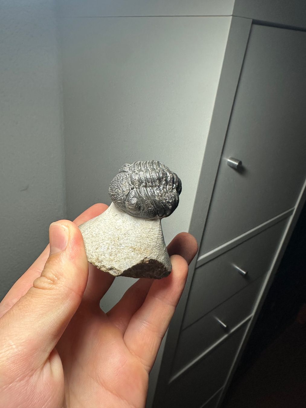 Fossili: Fossiler Trilobit - Phacops africanus – Usato da Lutzenberg venduto da CS65 1