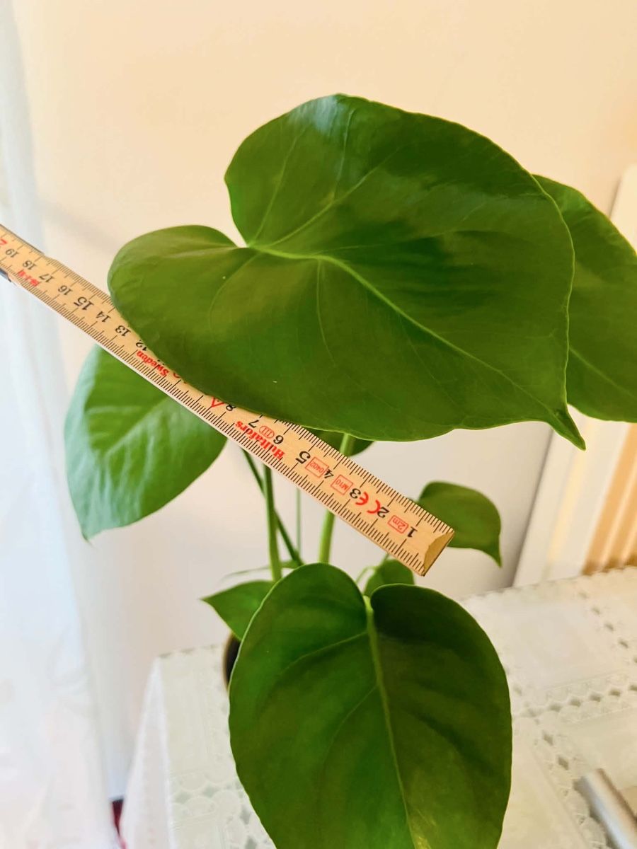 Piante & sementi: MONSTERA DELICIOSA Pflanze – Usato da Gerlafingen venduto da naj_vj8s 3