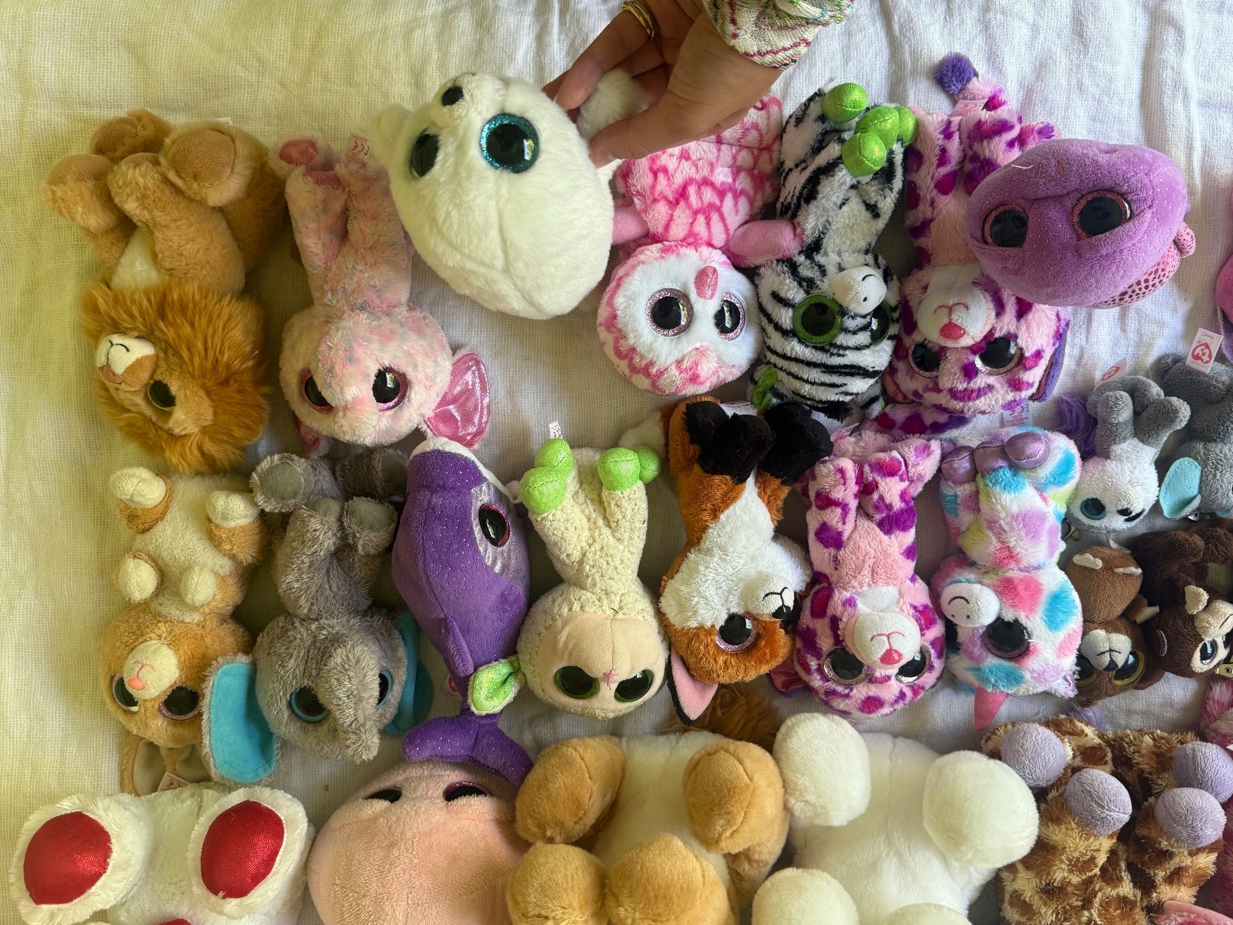 Ty Giocattoli: Beanie Boo Collection – Usato da Herrliberg venduto da ele_yzk8 2