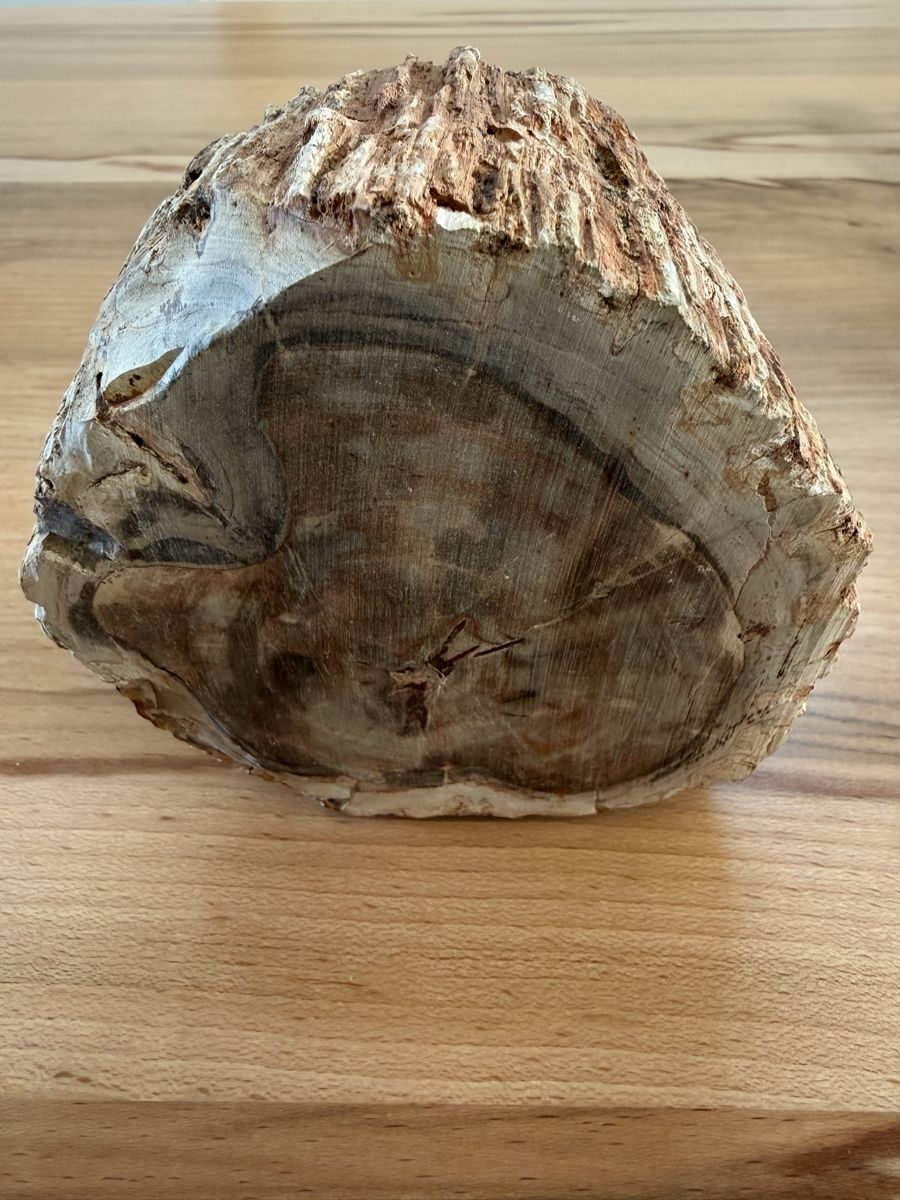 Fossili: Versteinertes Holz – Usato da Grenchen venduto da Bastet007 5