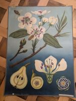 Schulwandbild Birnbaum / Pirus communis botanische Darstellu