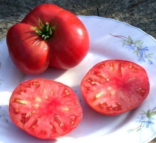 Piante & sementi: Tomate Gregory Altai  RARE  3g – Nuovo (secondo la descrizione) da Bremblens venduto da FIBONACCI369 1