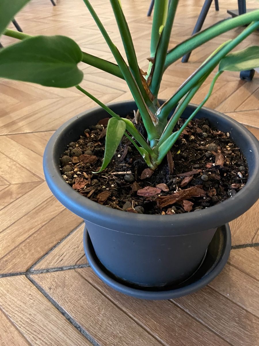 Pflanzen & Samen: Monstera Burle Marx Flame – Neu (gemäss Beschreibung) aus Steinhausen von CHANH-PHAP 2