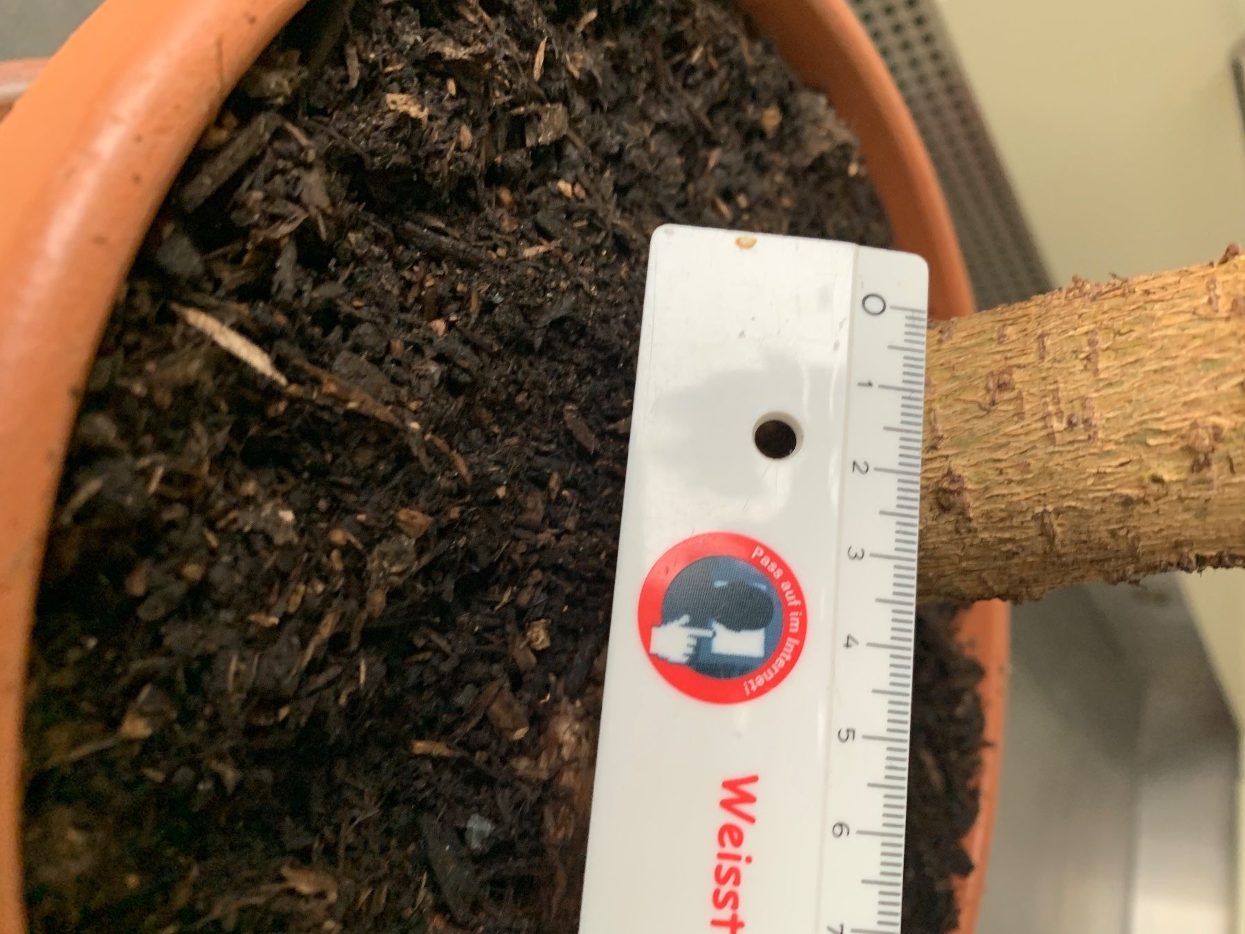 Pflanzen & Samen: kräftiger, gesunder Ficus Benjamini Birkenfeige – Neu (gemäss Beschreibung) aus Auenstein von mar_8mxd 5